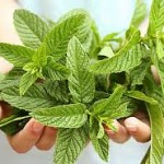 Permalink to: Natural Remedies for Indigestion