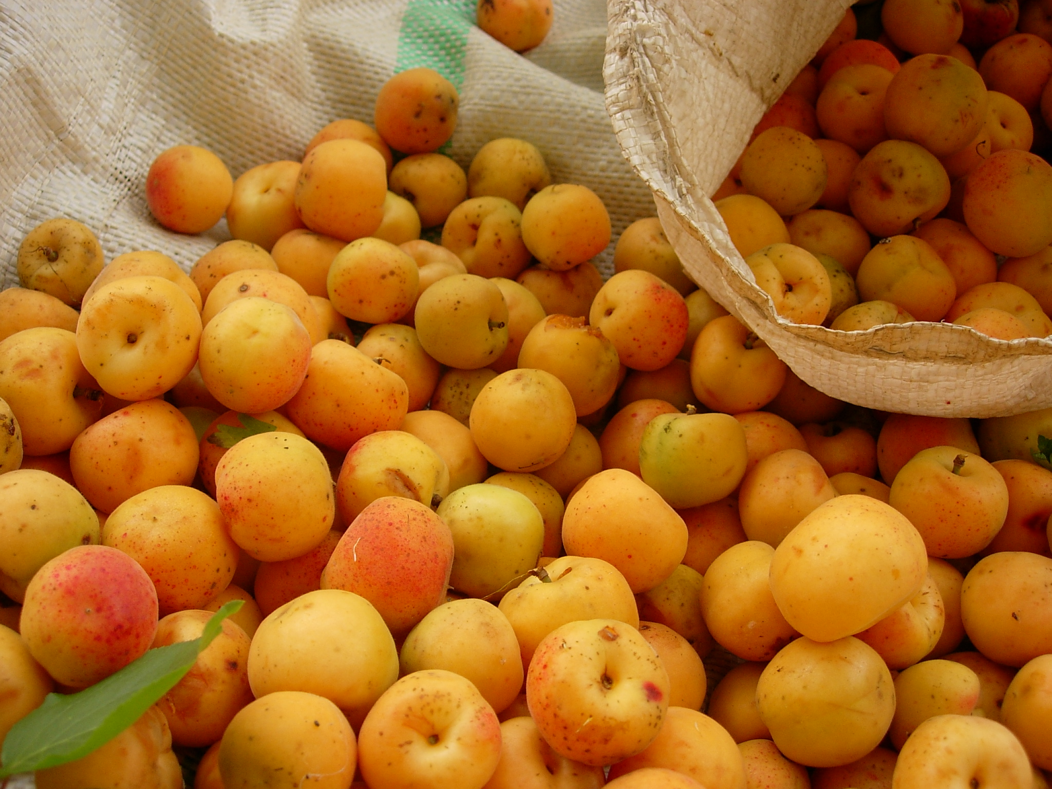 Apricot Nutrition &amp; Health Benefits - Natural Cancer Prevention