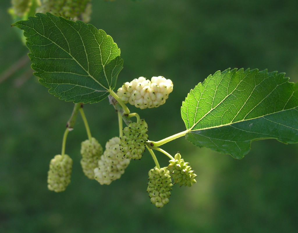 mulberry-leaf-extract-effects-on-weight-loss-blood-sugar-control