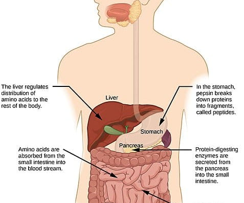 Curious About Probiotics vs. Digestive Enzymes?