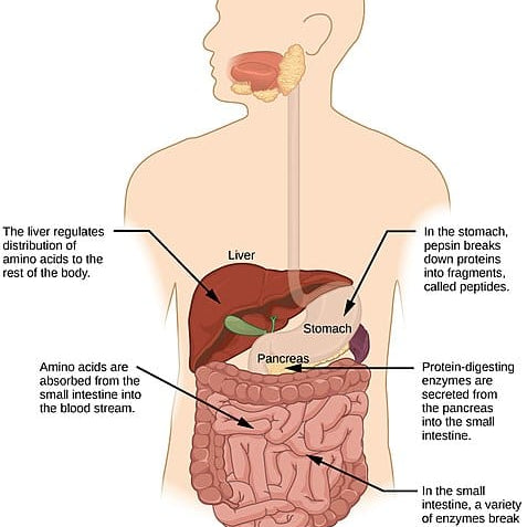 Curious About Probiotics vs. Digestive Enzymes?