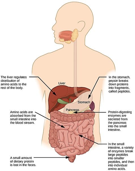 Curious About Probiotics vs. Digestive Enzymes?