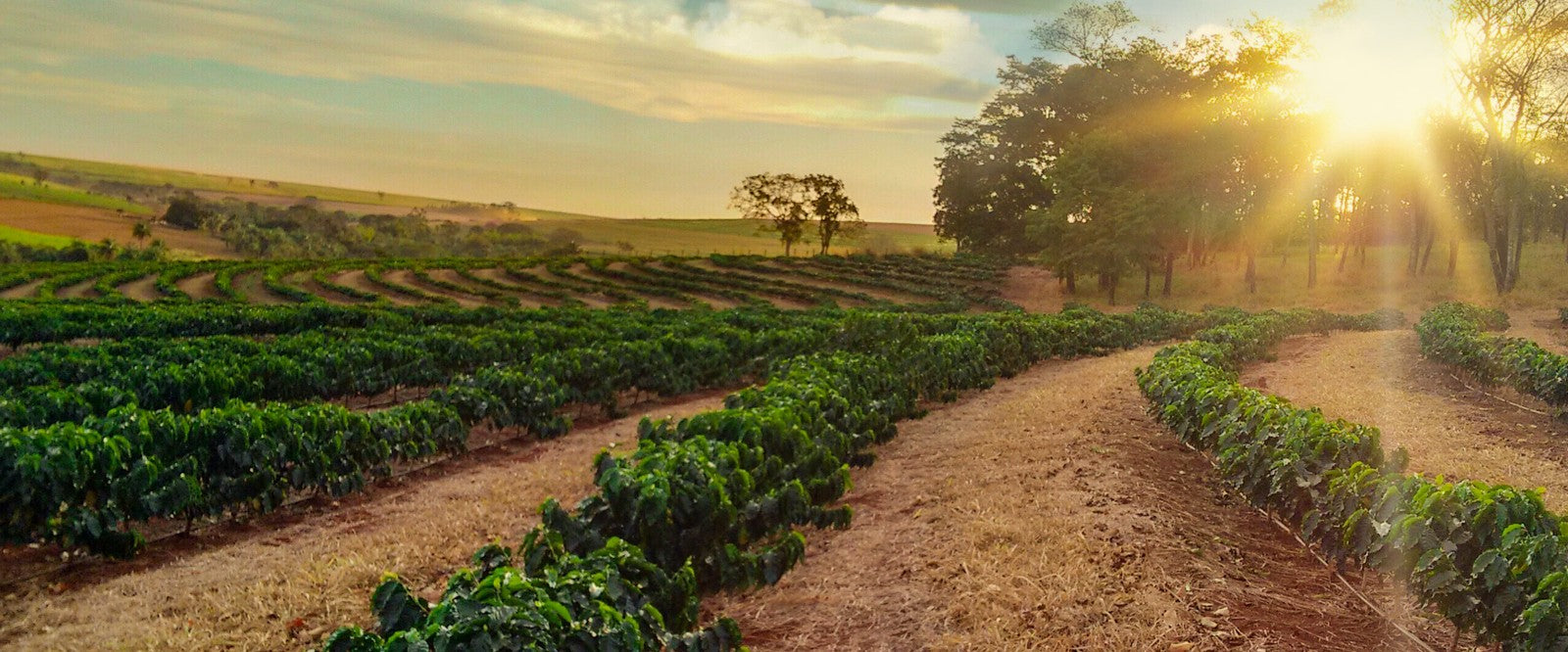 Sunlit coffee plantation with rows of coffee plants under a clear sky.