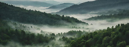 Misty forest landscape with trees and foggy atmosphere banner
