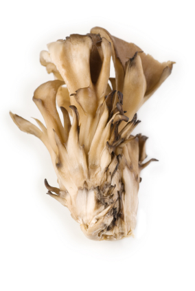 Maitake for Immune Support