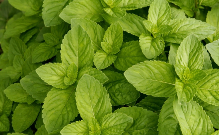 Peppermint Oil Can Relieve Irritable Bowel Syndrome