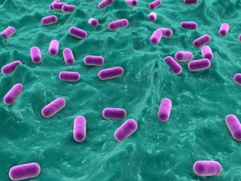 Probiotics Can Affect More Than Just Digestion