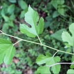 Permalink to: Mulberry leaf supplementation lowers blood lipids
