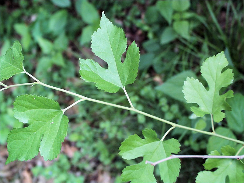 MULBERRY_leaves.