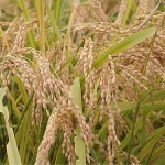 Permalink to: Ip6: Nature's Revolutionary Cancer Fighter