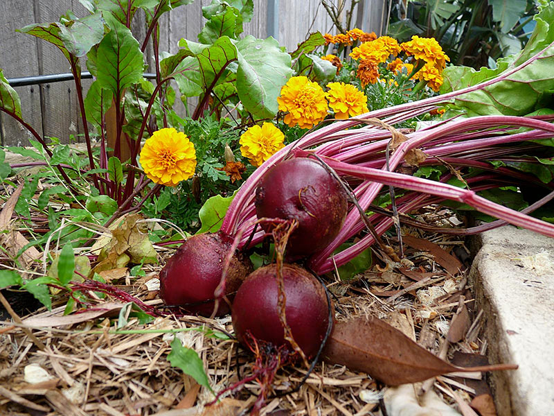 How to “Beet” High Blood Pressure