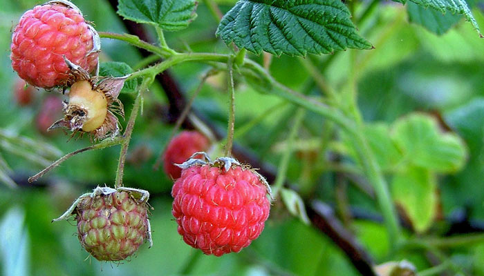 raspberries