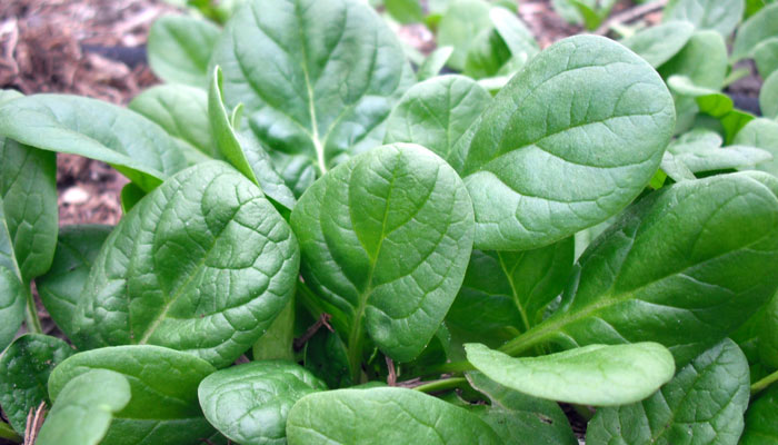 Simply Increasing the Intake of Green Leafy Vegetables Promotes Weight Loss