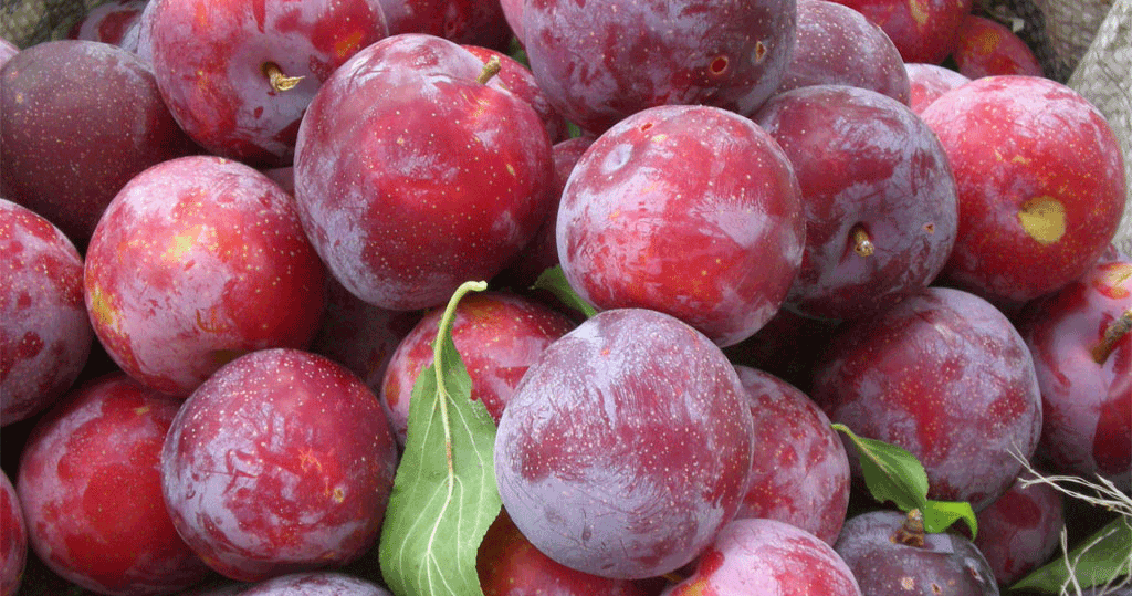 Plum Nutrition Facts and Health Benefits