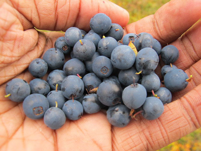 Blueberry Consumption Lowers Blood Pressure in Clinical Trial