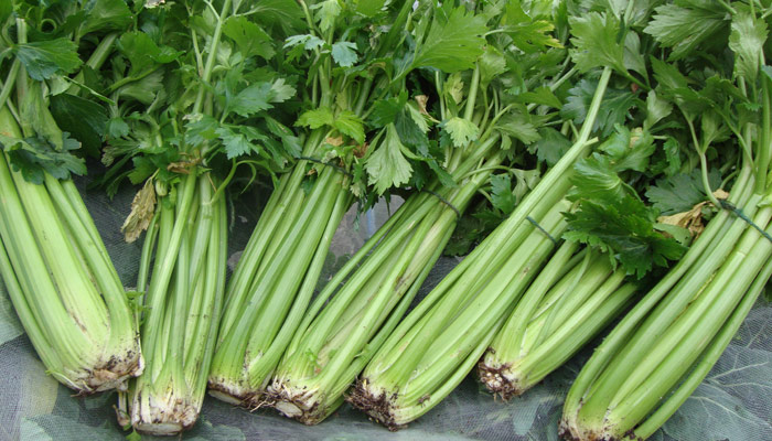 Celery and Celery Seed Extract Are Powerful, Proven Healers