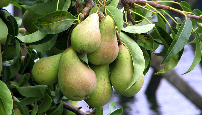 pears