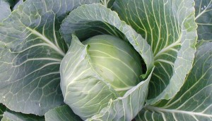 cabbage