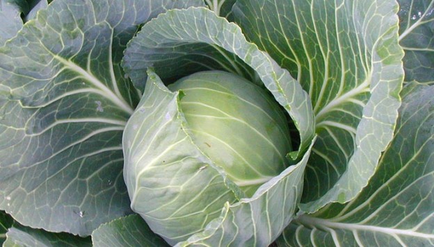 Cabbage Nutrition Facts & Health Benefits - Natural Cancer Prevention