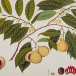 Permalink to: Nutmeg