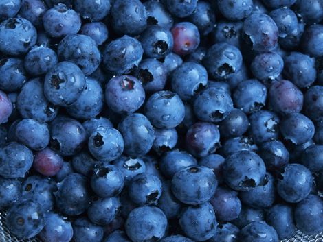 Blueberry Consumption Improves Osteoarthritis of the Knee