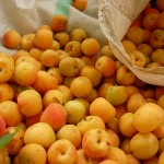 Permalink to: Apricots