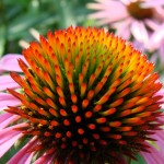 Permalink to: Flu Shot Alternatives