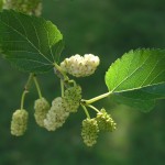 Permalink to: Mulberry Leaf Extract Promotes Weight Control