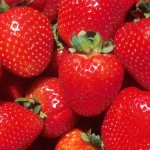 Permalink to: Freeze-Dried Strawberries Significantly Lower Cholesterol Levels