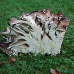 Permalink to: Maitake Extract Produces Beneficial Effects on the Immune System in Patients with Bone Marrow Failure