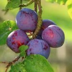 Permalink to: Eat Prunes and Plums for Healthy Bones