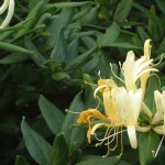 Permalink to: Are MicroRNAs from Plants the Future of Healing with Food?