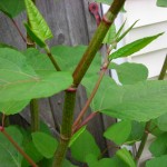 Permalink to: Double-Blind Study Shows Resveratrol May Help Prevent Alzheimer’s Disease
