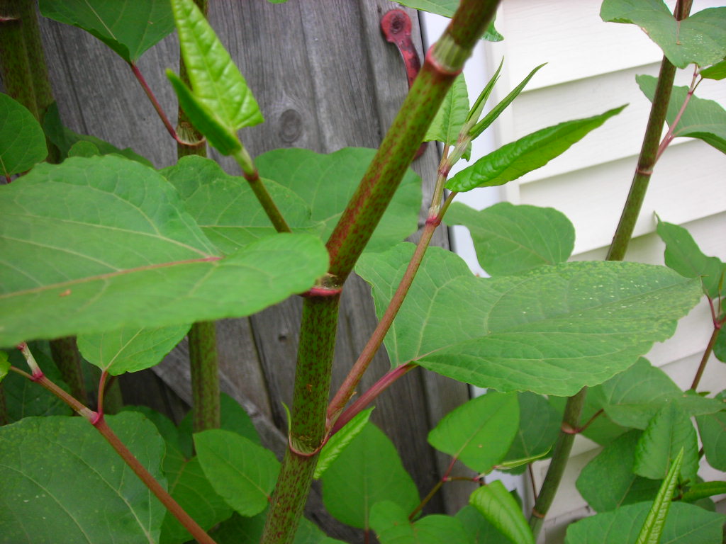 Double-Blind Study Shows Resveratrol May Help Prevent Alzheimer’s Disease