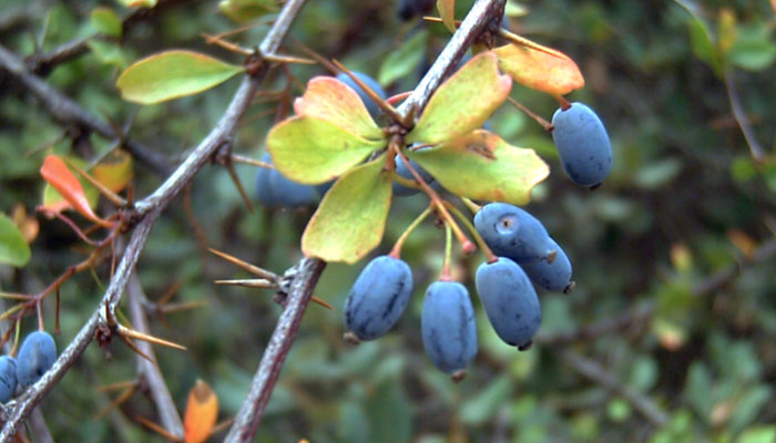 berberine