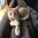 Permalink to: Unexpected Benefit from Furry Pets