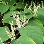 Permalink to: Resveratrol Shows Beneficial Effects in Ulcerative Colitis