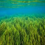 Permalink to: Nutrient Highlight -Astaxanthin