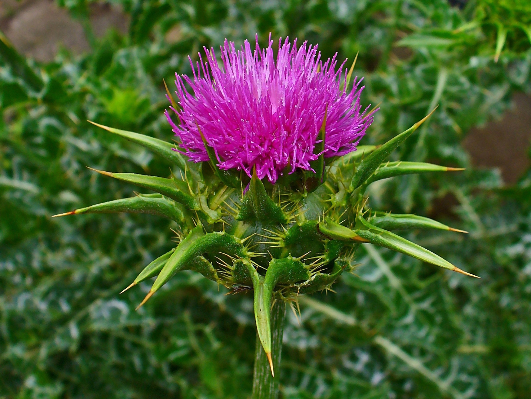 The Positive “Estrogenic” Effects of Milk Thistle Extract