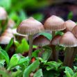 Permalink to: Are Psilocybin Mushrooms a Game Changer for Severe Anxiety/Depression?