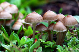 Are Psilocybin Mushrooms a Game Changer for Severe Anxiety/Depression?