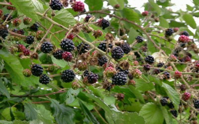 Blackberry Consumption Promotes Improved Insulin Action and Fat Burning