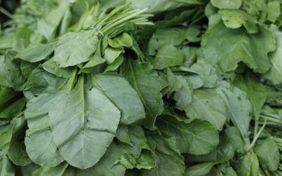 One Serving of Greens Daily Slows Brain Aging by Over a Decade