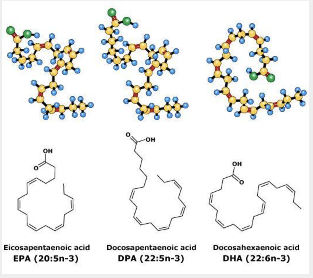 EPA and DPA in Omega-3 Metabolism